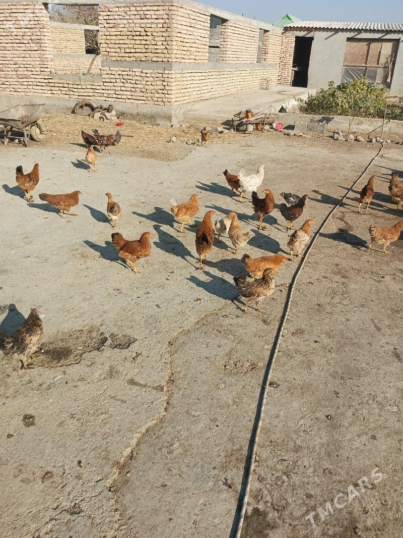 towuk juje - Gökdepe - img 5