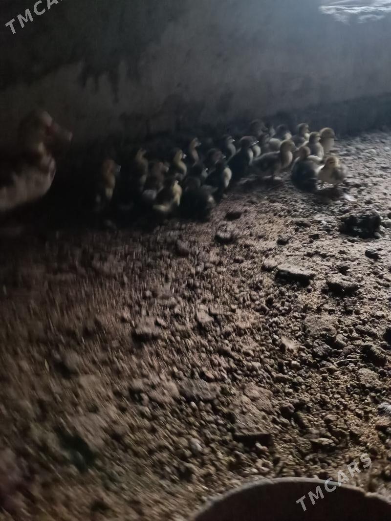 muskus jujeler - Çärjew - img 3