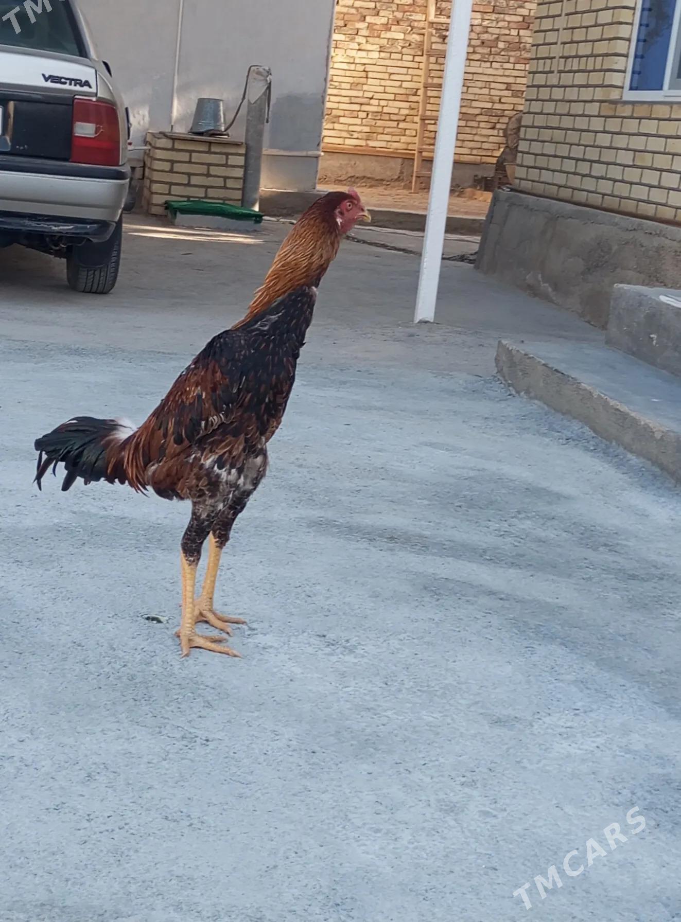 TAŞKENT HORAZ - Мары - img 4