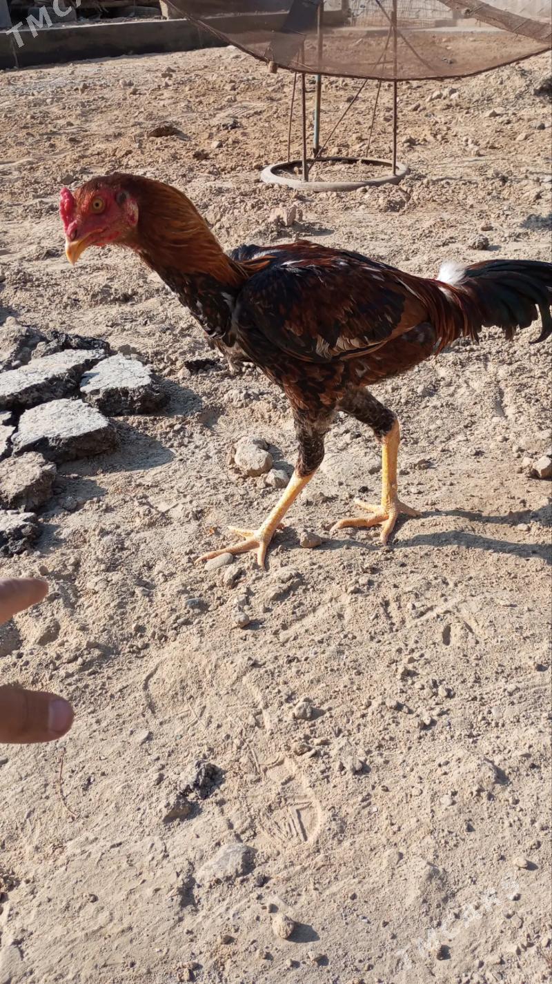 TAŞKENT HORAZ - Мары - img 2