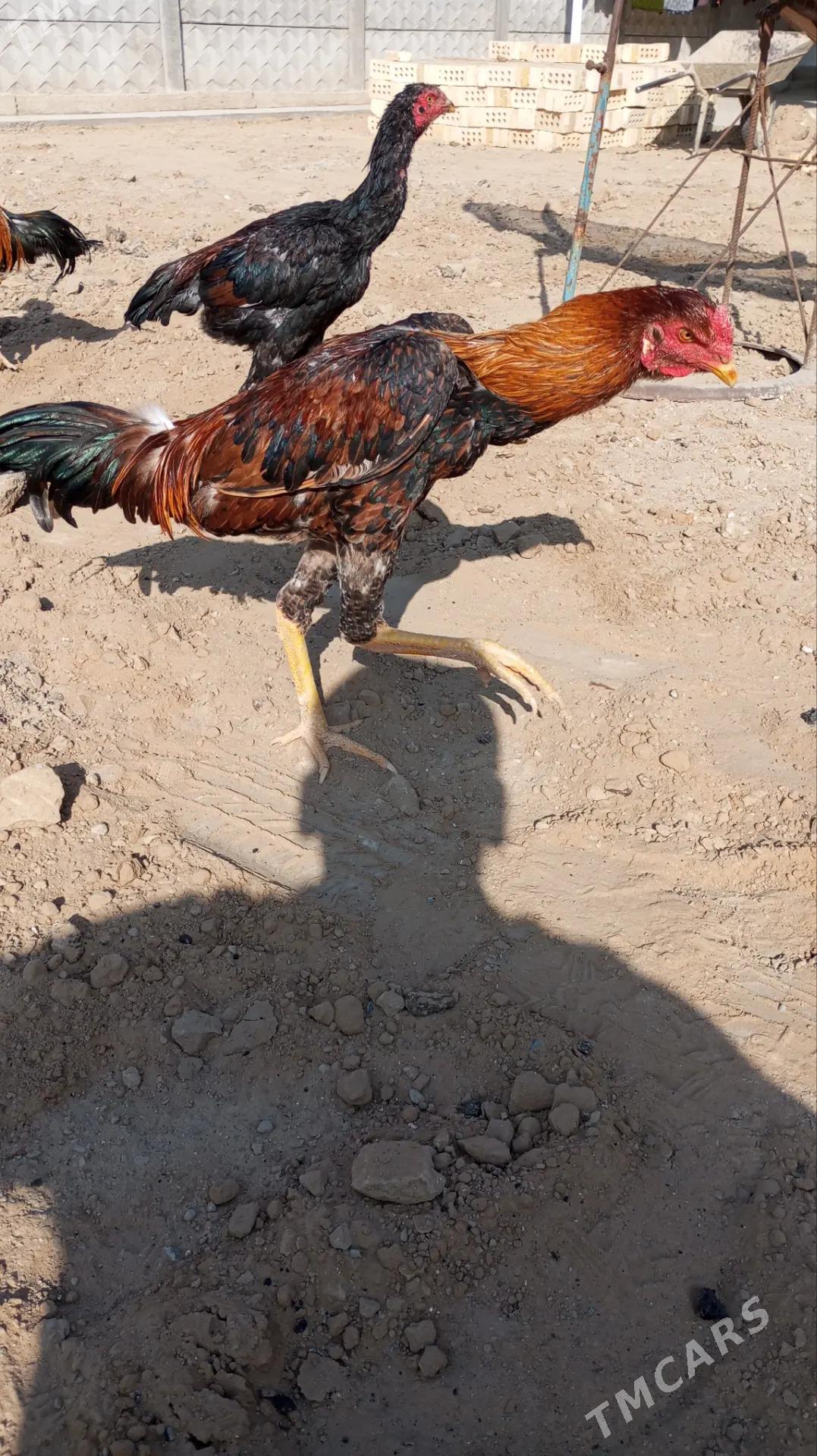 TAŞKENT HORAZ - Мары - img 3