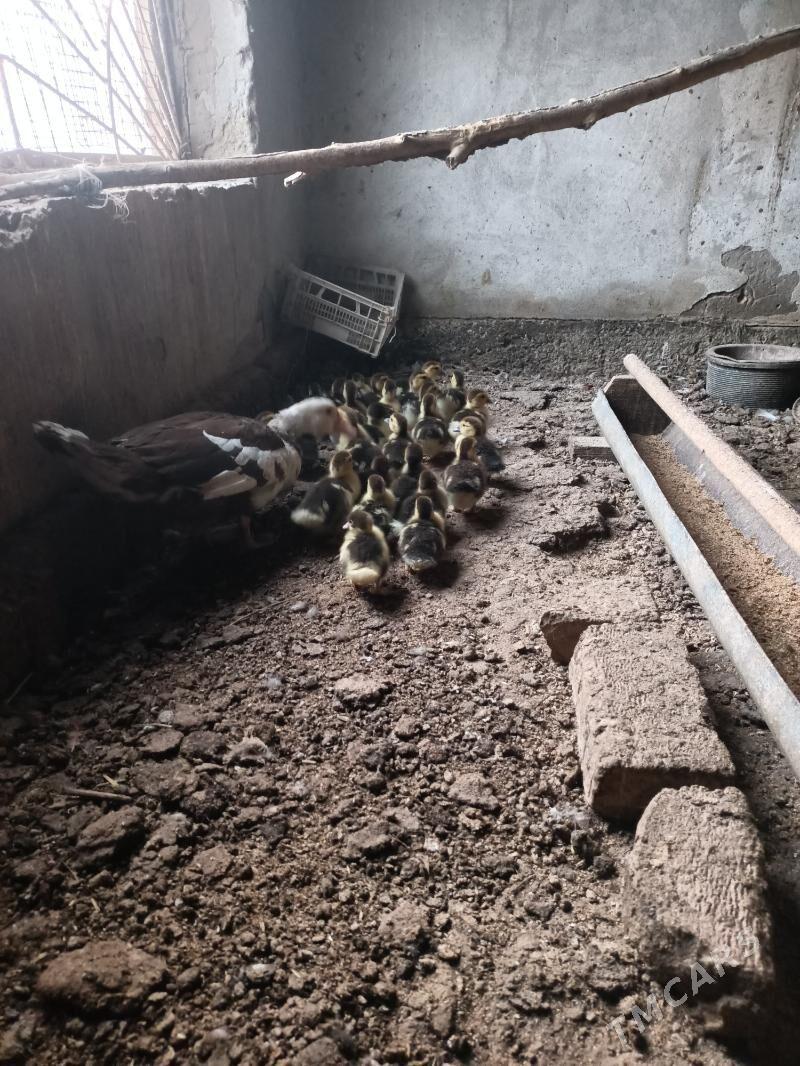 muskus jujeler - Çärjew - img 2