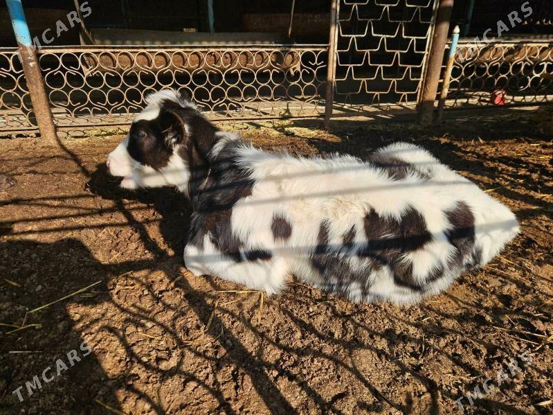 unajyn gole - Туркменабат - img 5