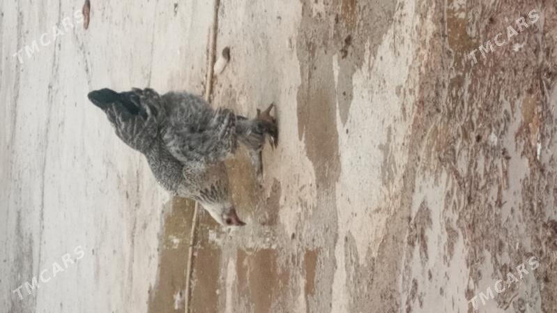 brama - Kaka - img 4