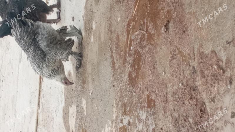 brama - Kaka - img 5