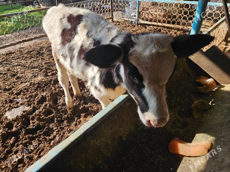 unajyn gole - Туркменабат - img 6