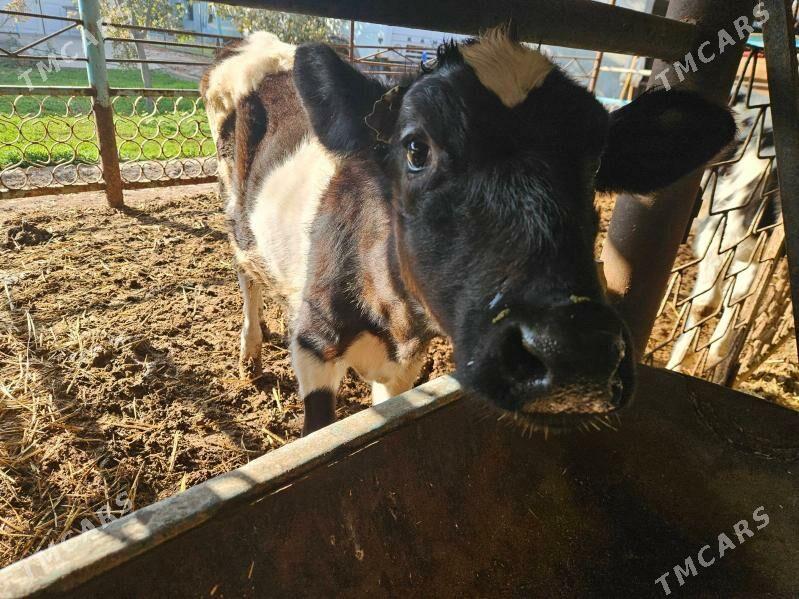 unajyn gole - Туркменабат - img 9