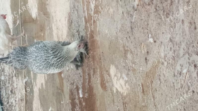 brama - Kaka - img 2