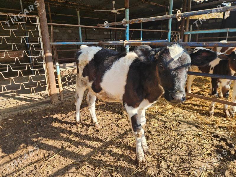 unajyn gole - Туркменабат - img 2