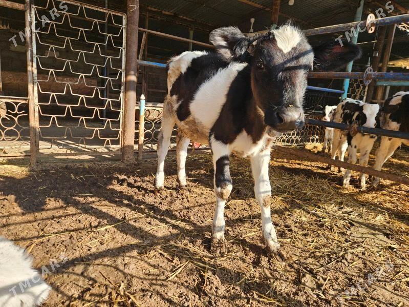 unajyn gole - Туркменабат - img 4