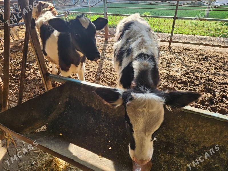 unajyn gole - Туркменабат - img 3