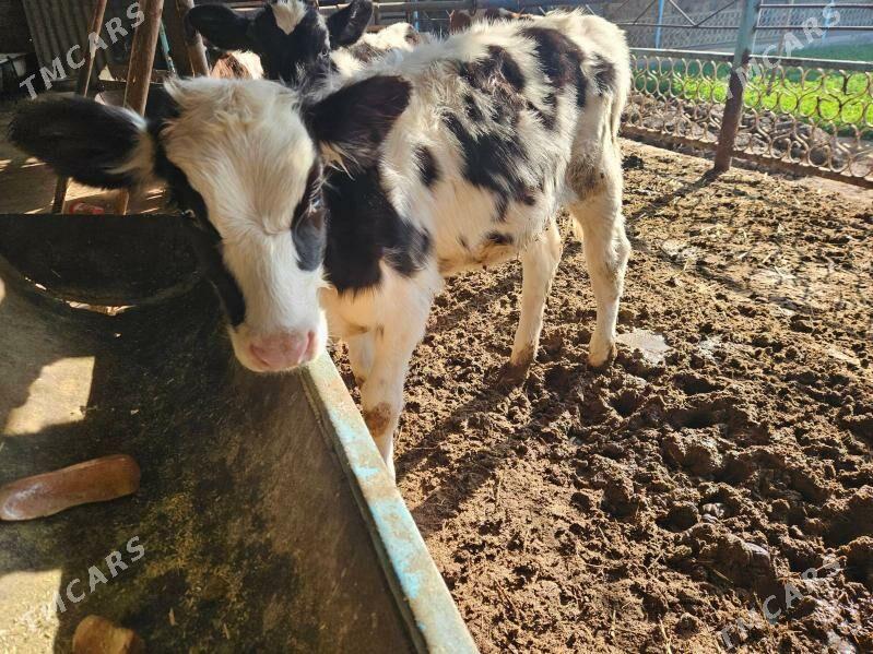 unajyn gole - Туркменабат - img 7