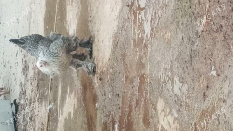 brama - Kaka - img 3