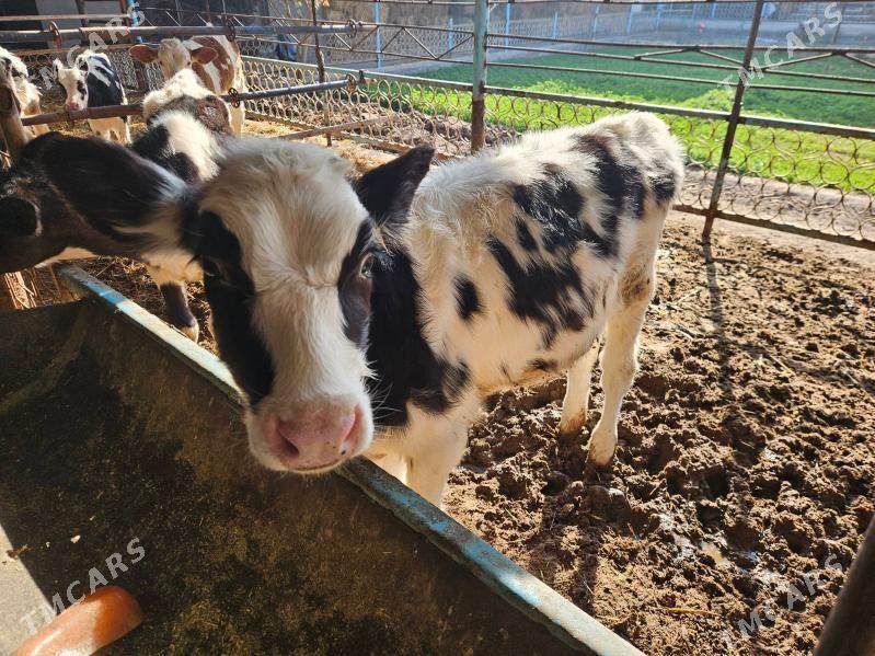 unajyn gole - Туркменабат - img 8