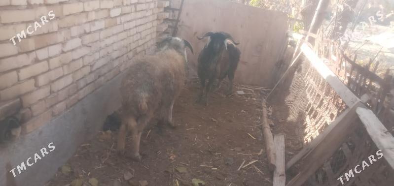 goçlar - Чарджоу - img 2