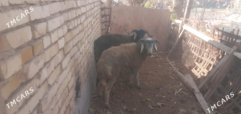 goçlar - Чарджоу - img 4