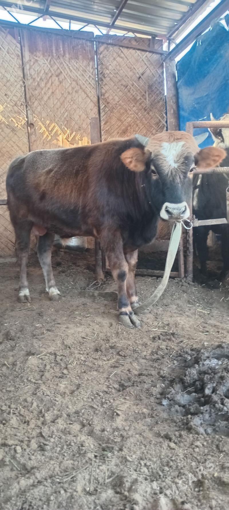 öküz - Анев - img 3