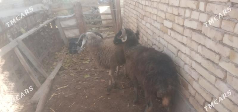 goçlar - Чарджоу - img 5