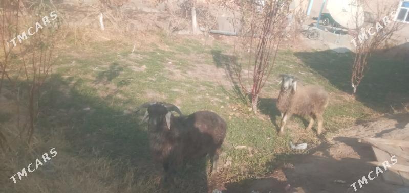 goçlar - Чарджоу - img 6