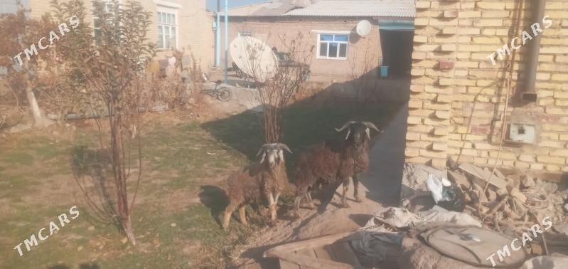 goçlar - Чарджоу - img 7