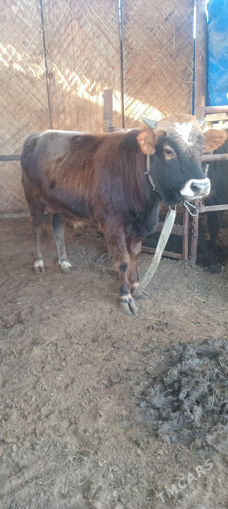 öküz - Анев - img 4