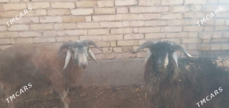 goçlar - Чарджоу - img 3