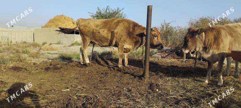 gysyr.sygyr - Bäherden - img 2