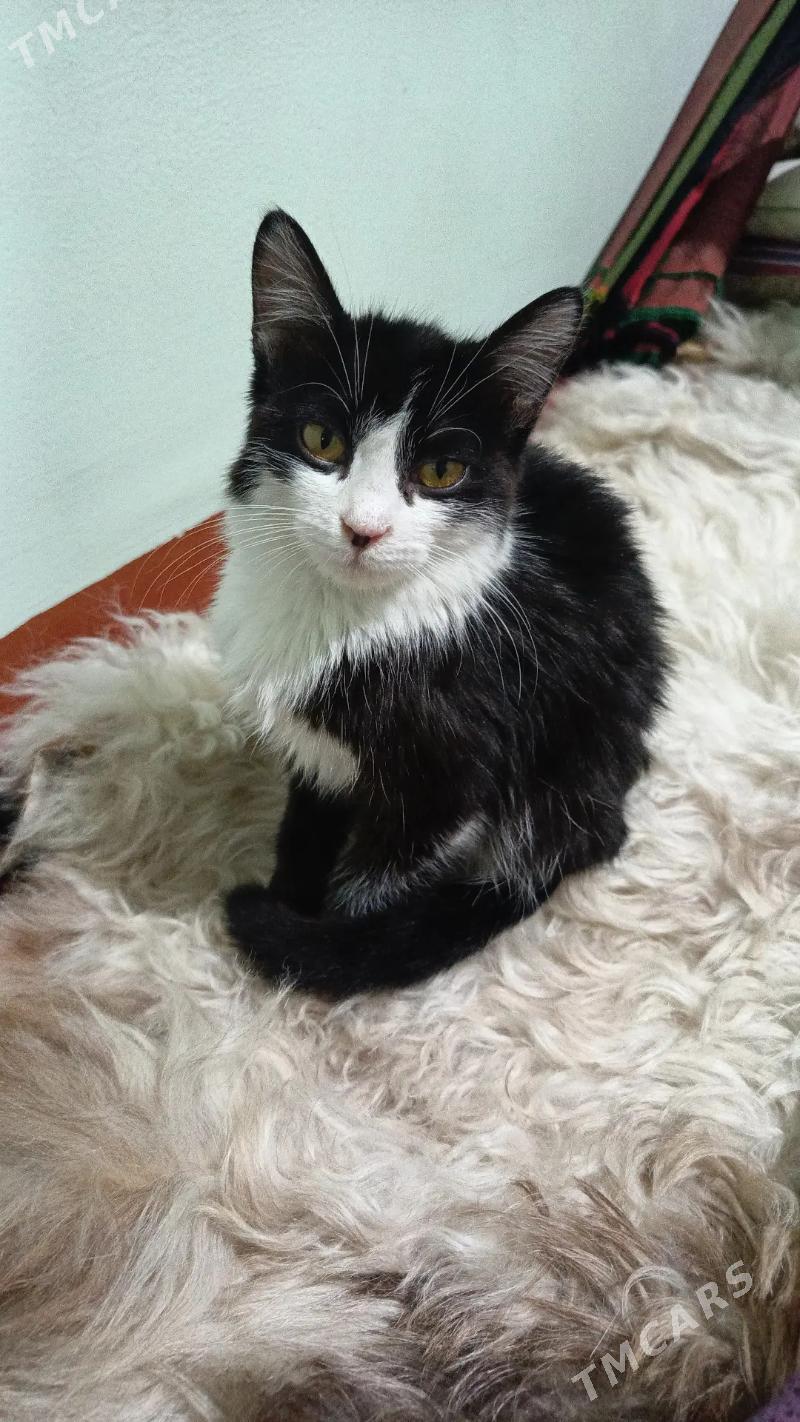 найдёныш мальчик Феликс - Mary - img 5