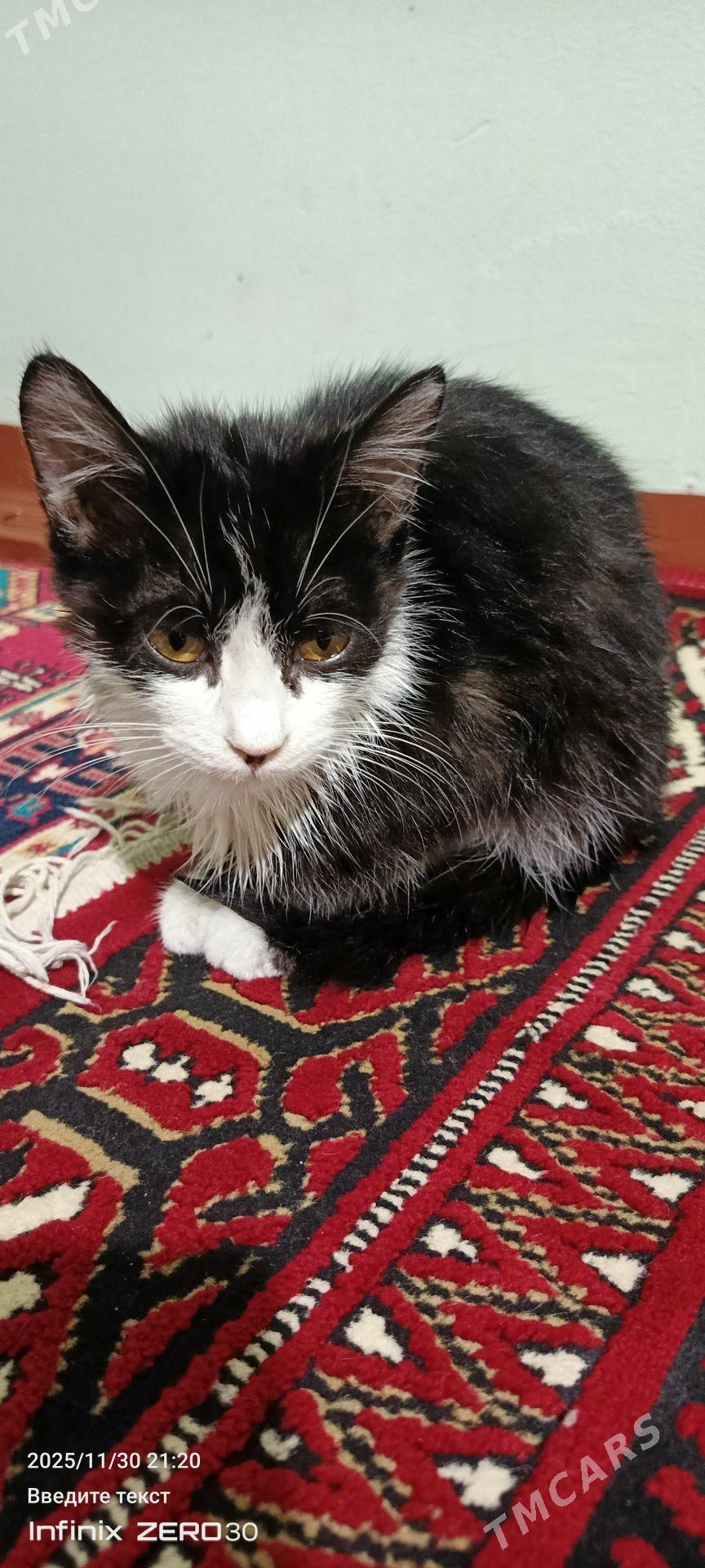 найдёныш мальчик Феликс - Mary - img 7