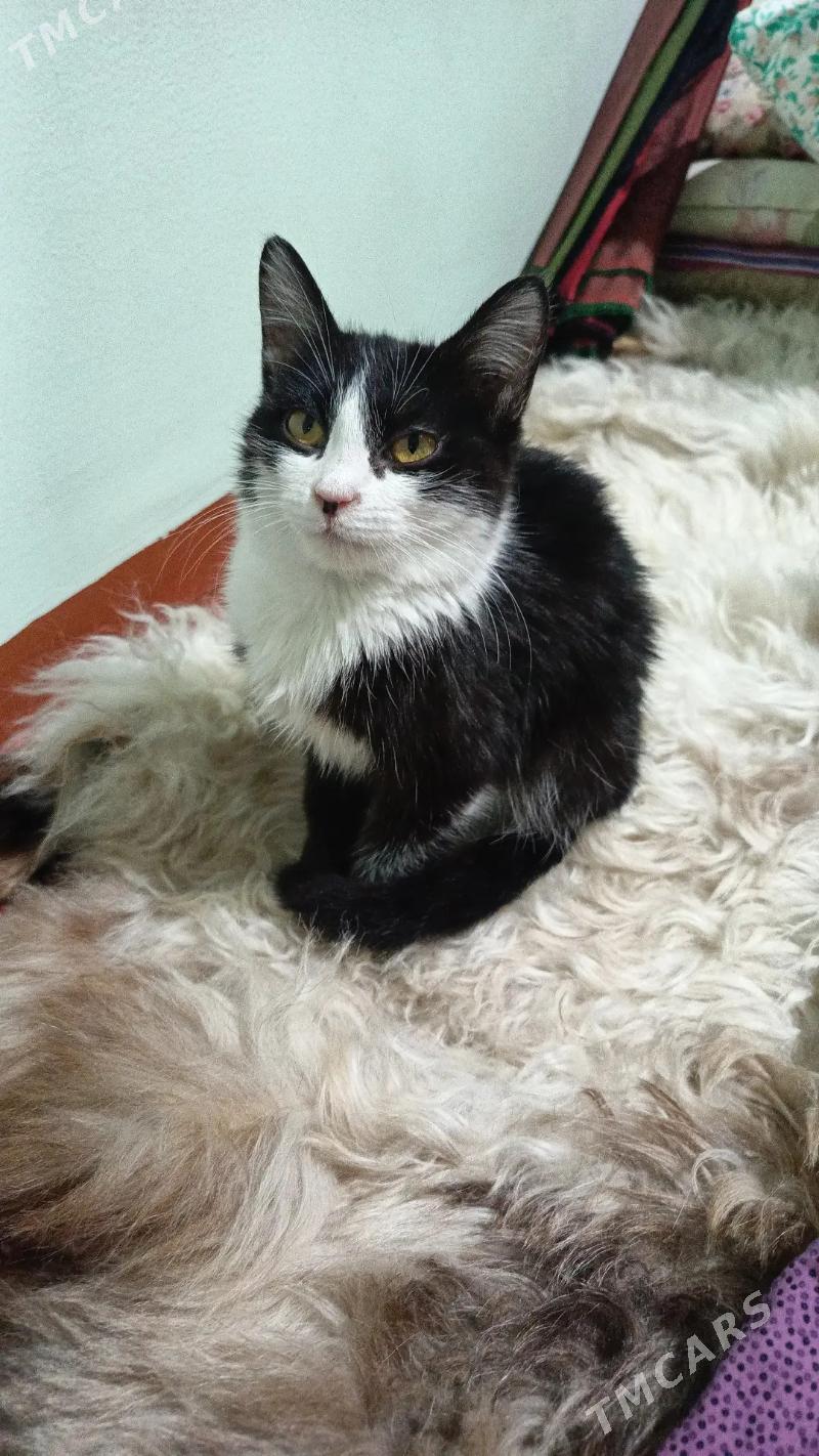 найдёныш мальчик Феликс - Mary - img 6