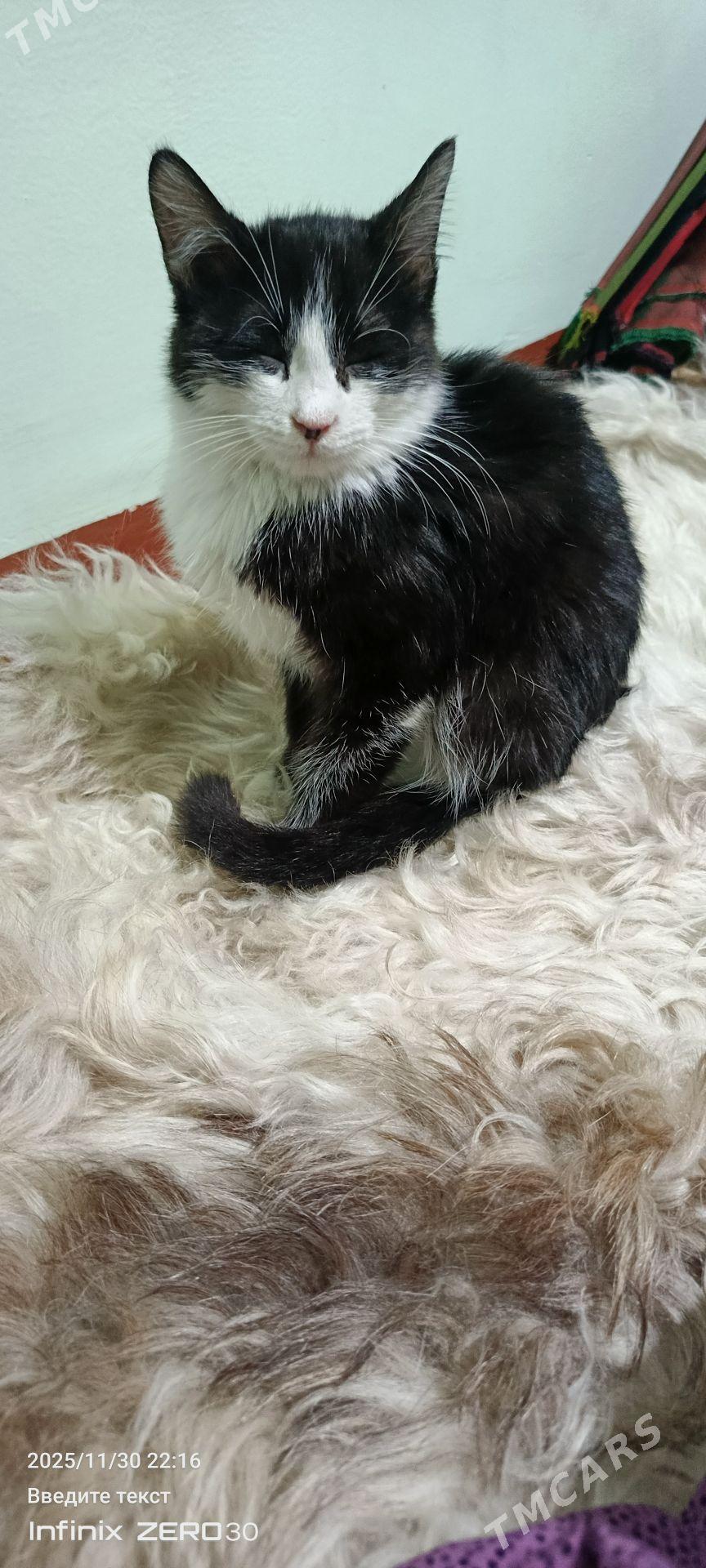 найдёныш мальчик Феликс - Mary - img 4