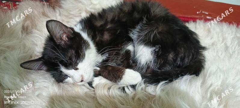 найдёныш мальчик Феликс - Mary - img 8