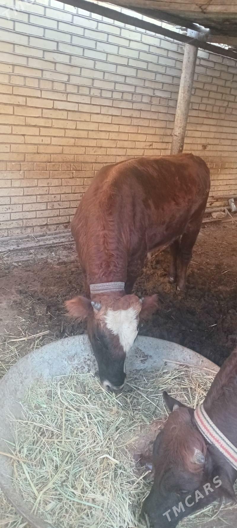 Okuz - Мары - img 3