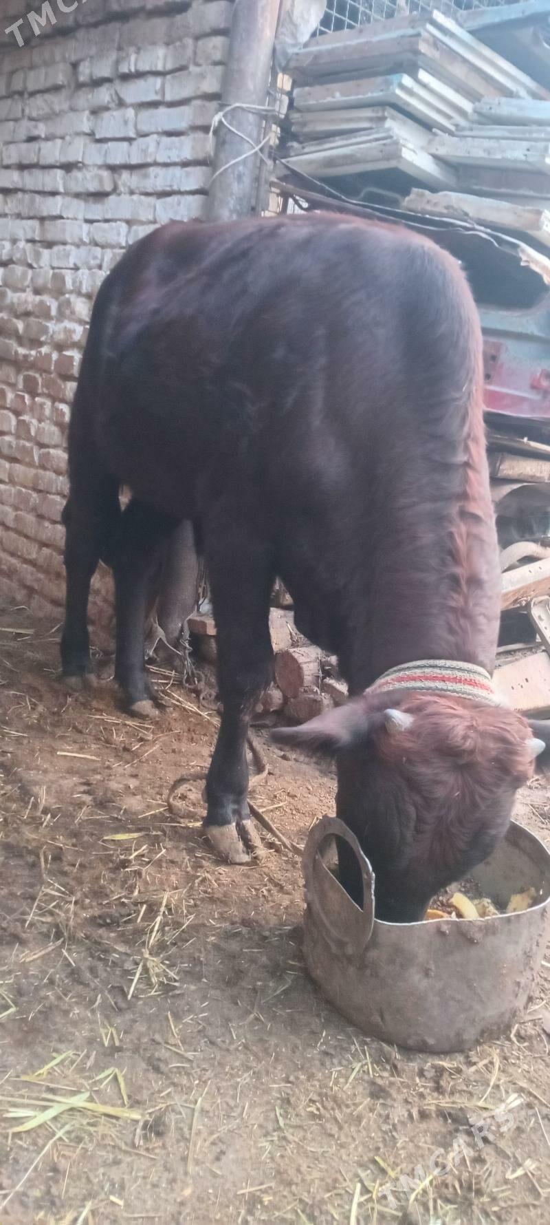 Okuz - Мары - img 2