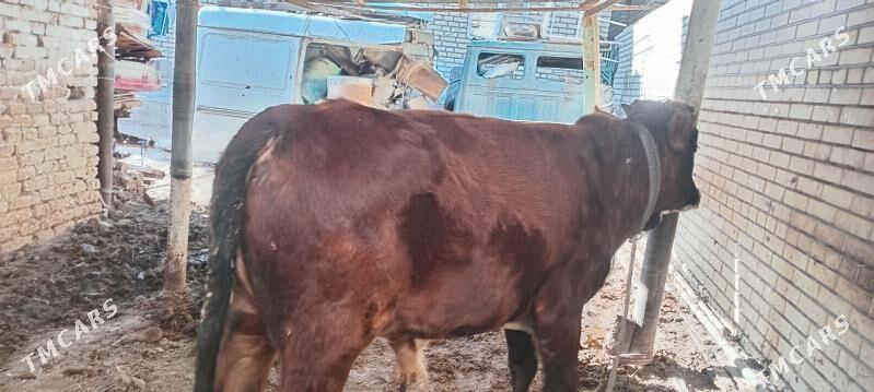 Okuz - Мары - img 4