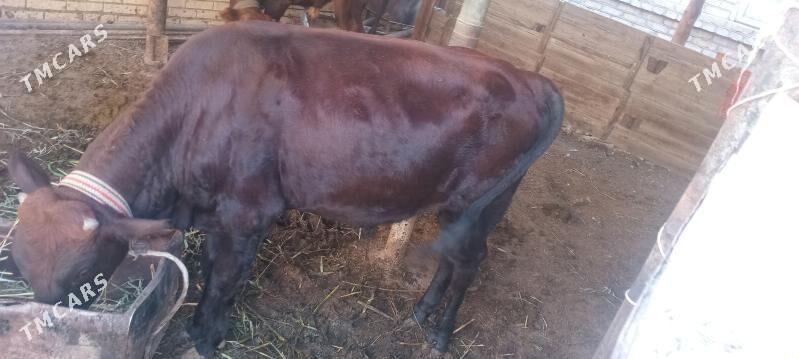 Okuz - Мары - img 5