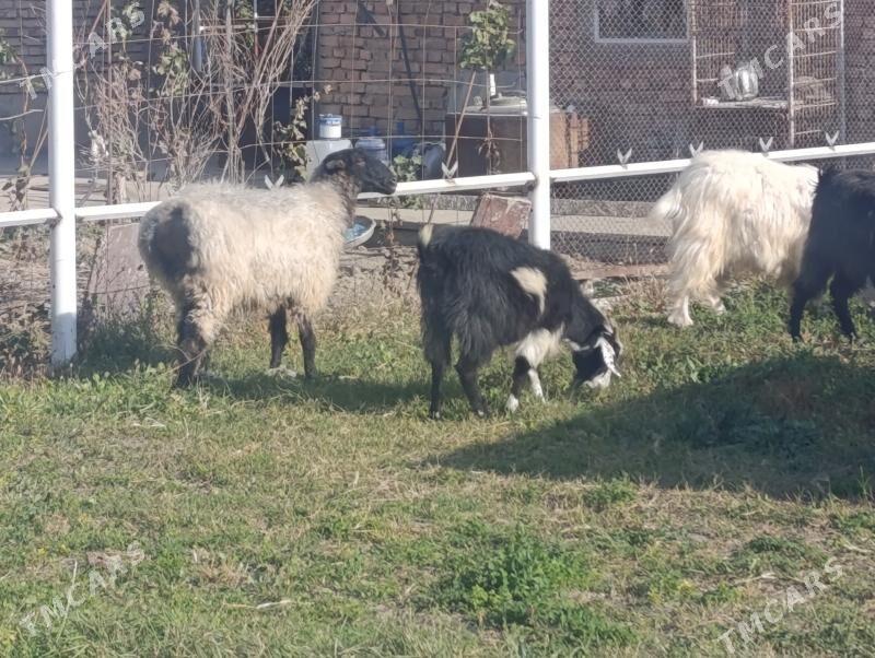 Geçi bakylan - Гёкдепе - img 1