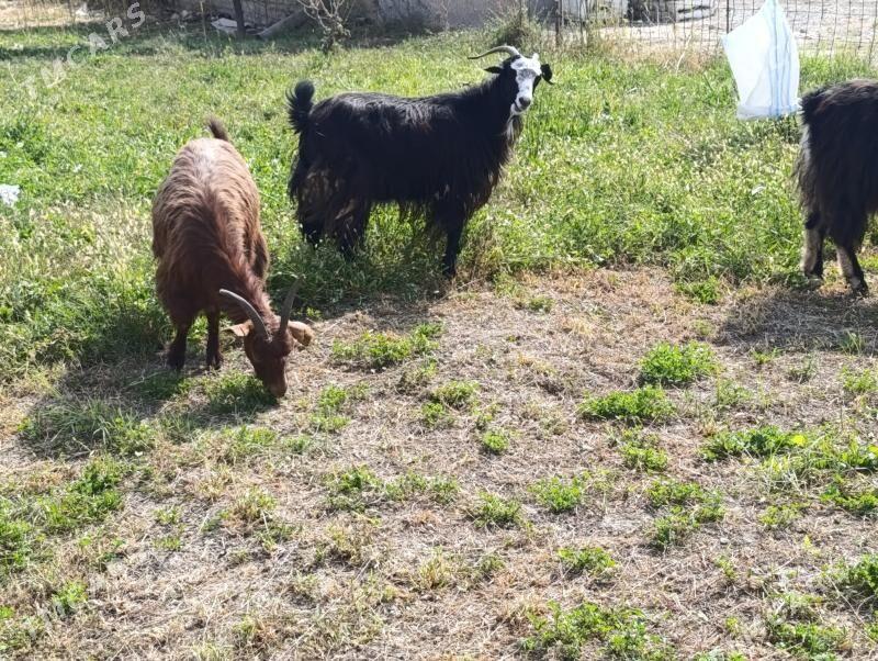 Geçi bakylan - Гёкдепе - img 4