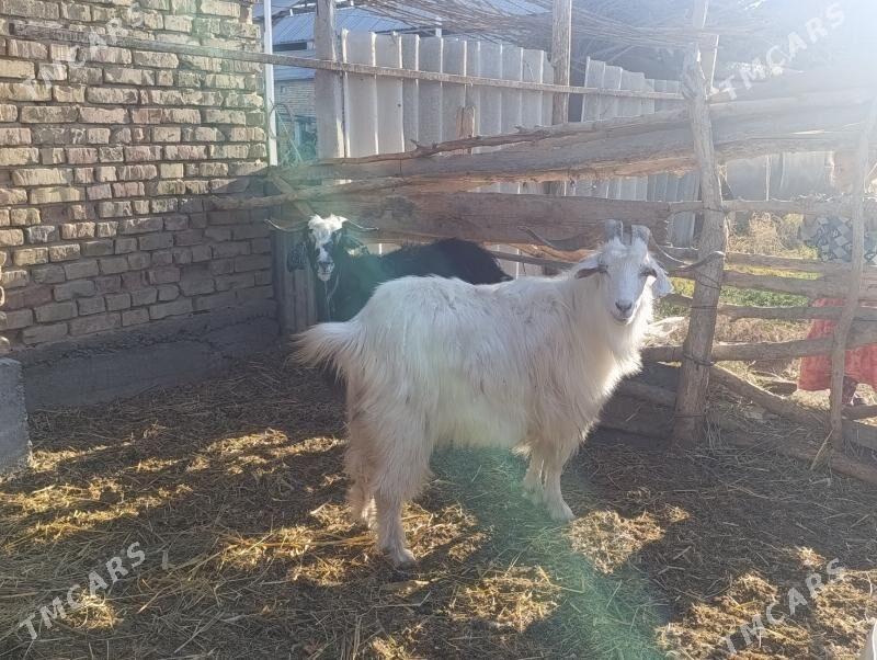 Geçi bakylan - Гёкдепе - img 3