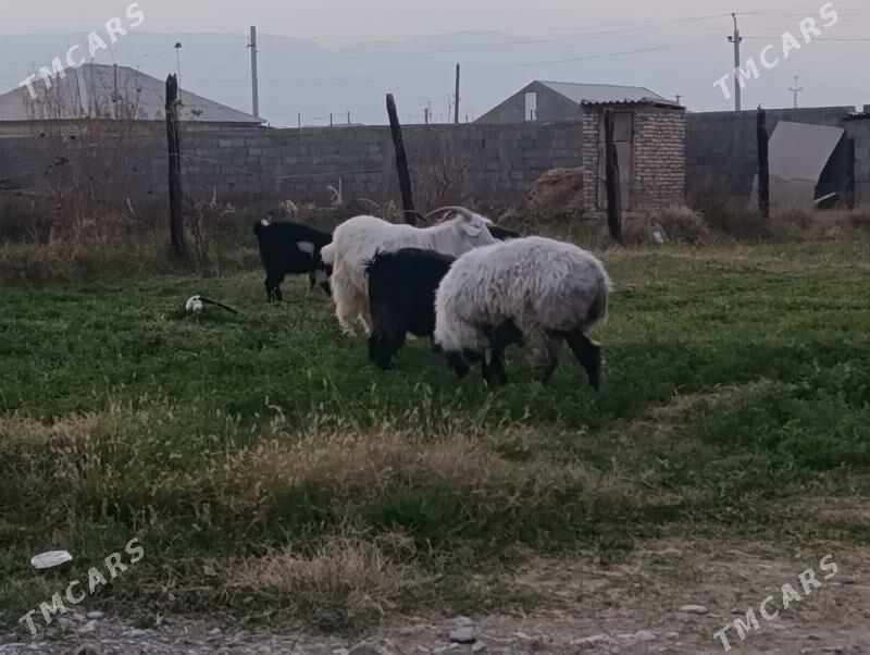 Geçi bakylan - Гёкдепе - img 2