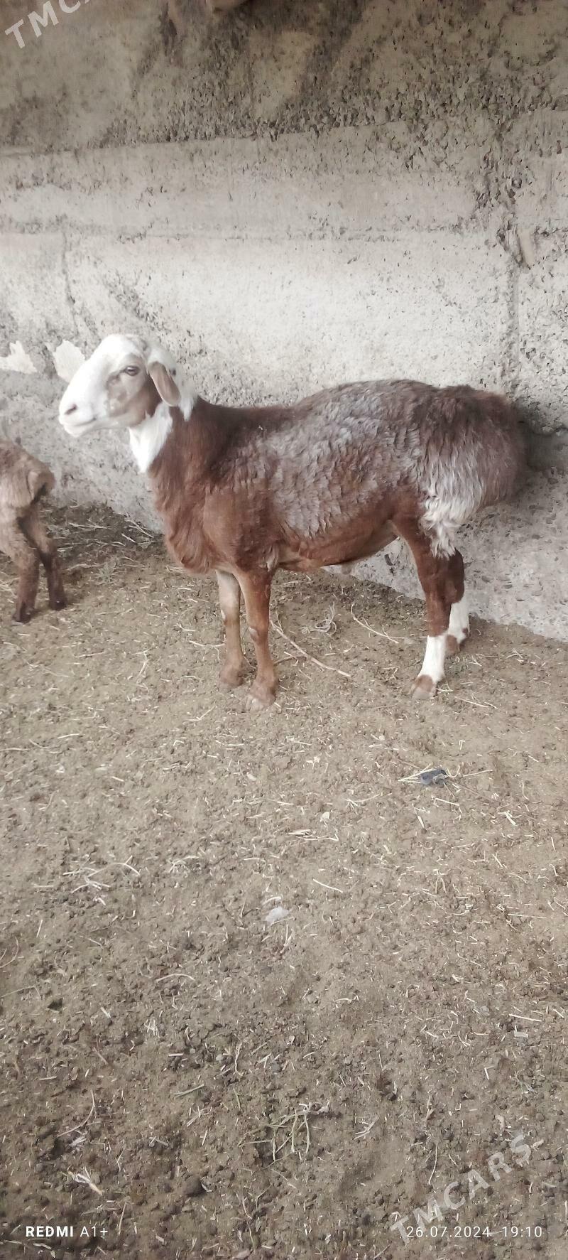 Goç jan - Gyzylarbat - img 2