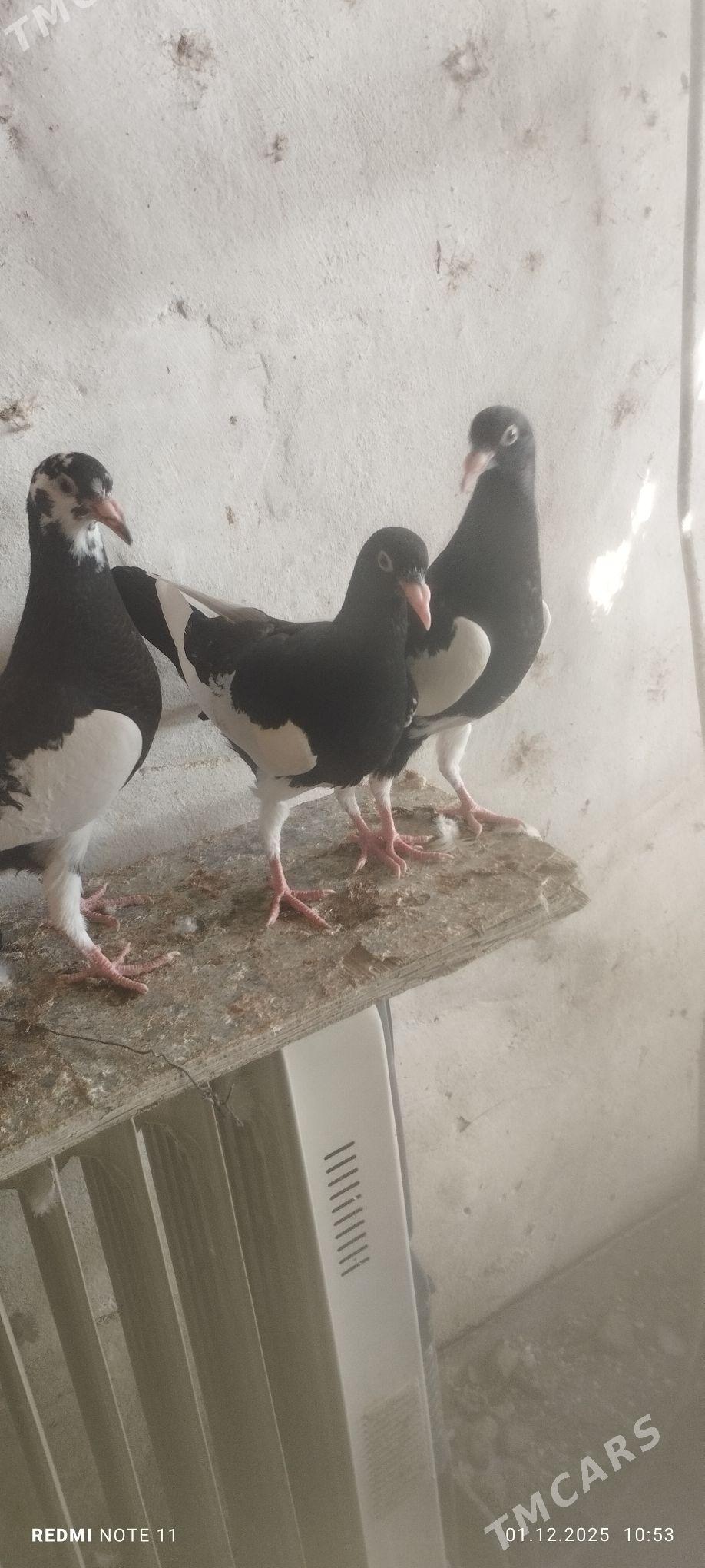 Kepderi - Murgap - img 2