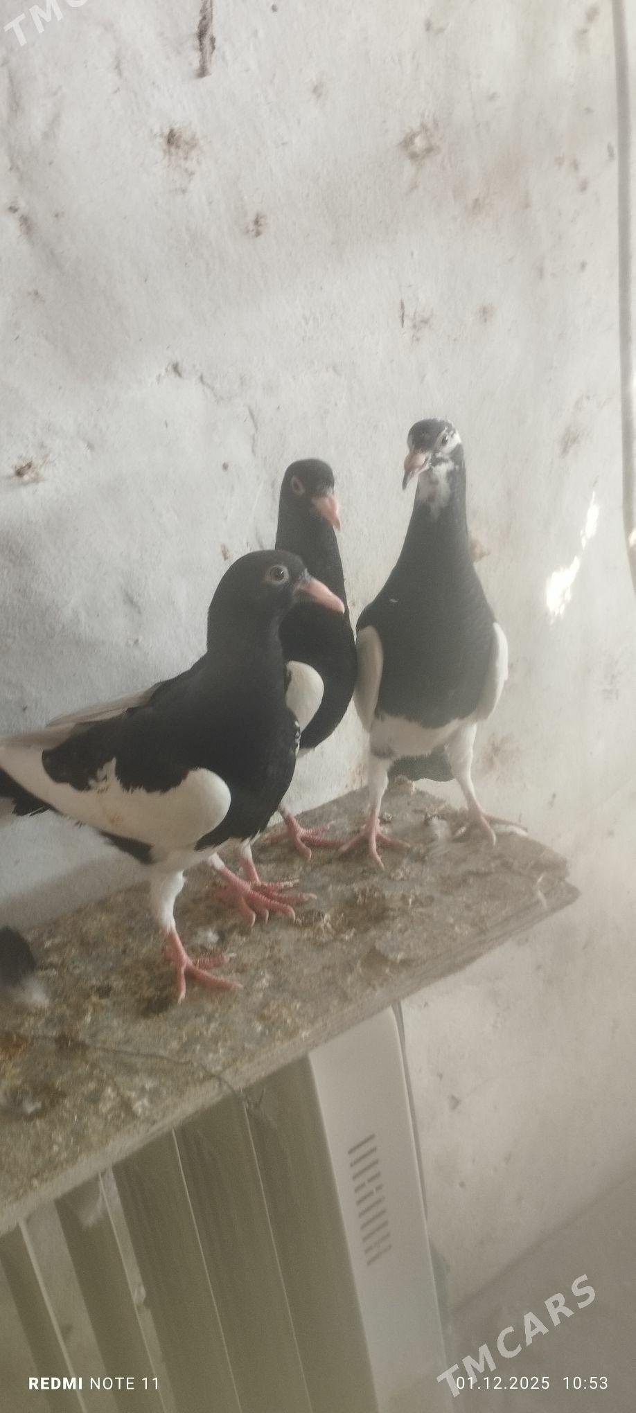 Kepderi - Murgap - img 3