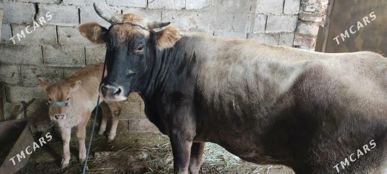 Sygyr - Bäherden - img 2