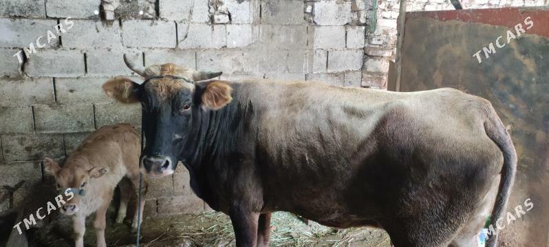 Sygyr - Bäherden - img 4