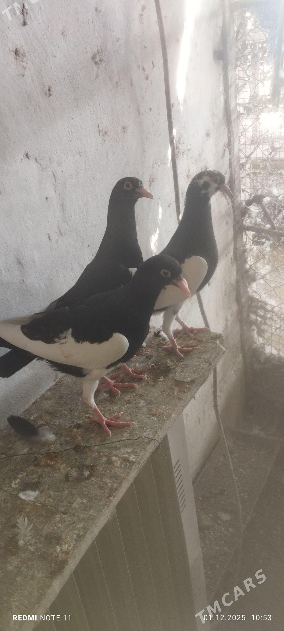 Kepderi - Murgap - img 4