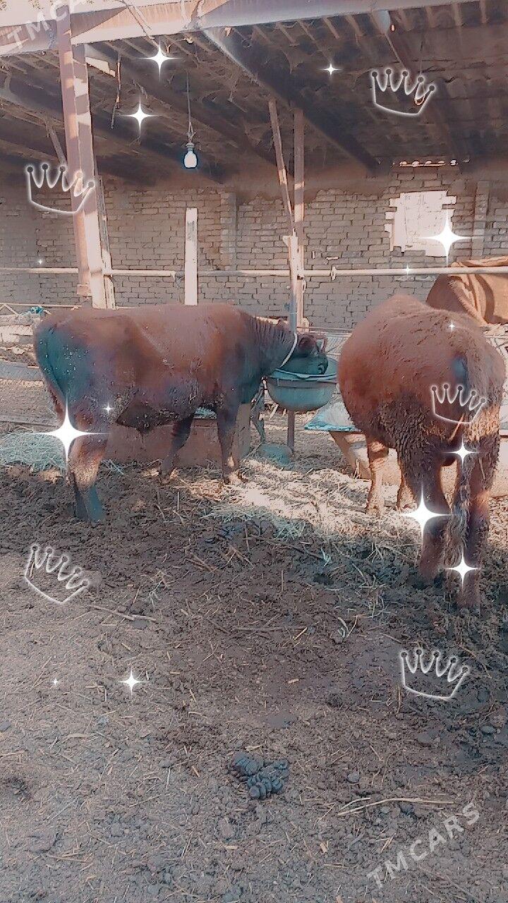 okuzler - Türkmenabat - img 1