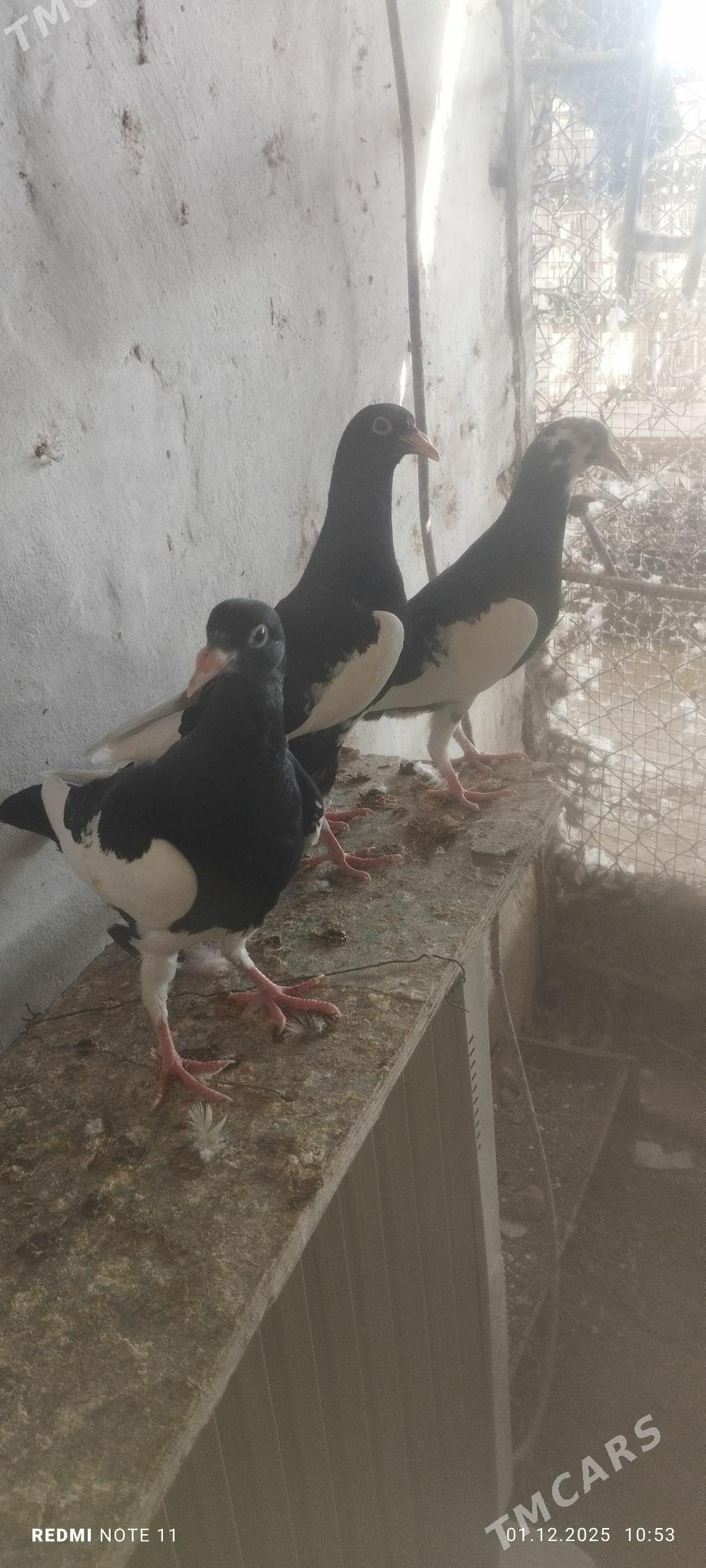 Kepderi - Murgap - img 5