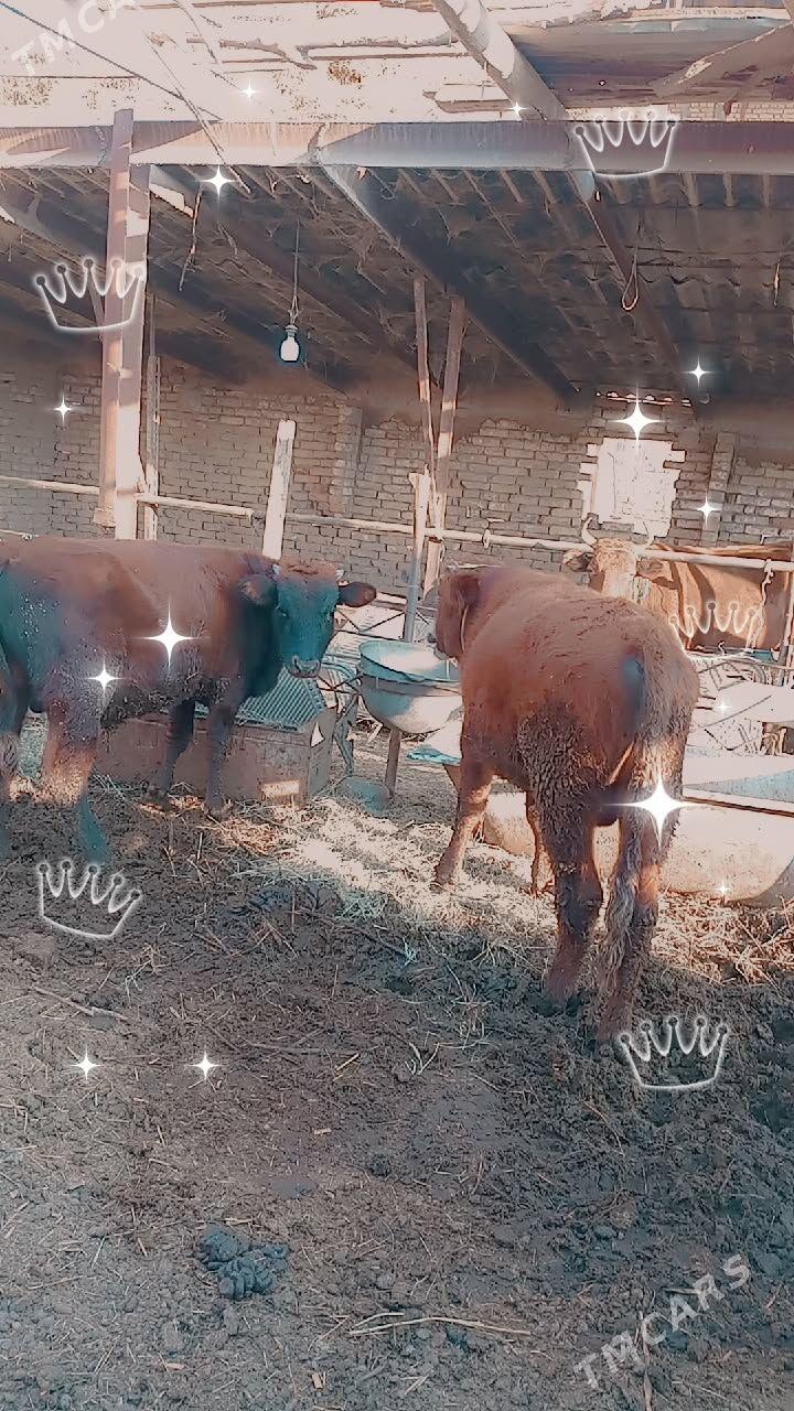 okuzler - Türkmenabat - img 6