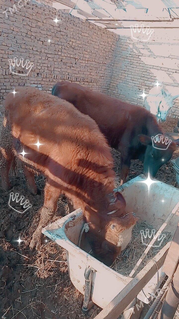 okuzler - Türkmenabat - img 5